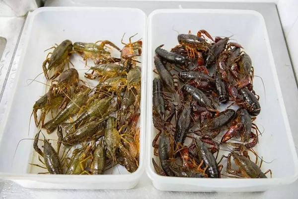 水產(chǎn)養(yǎng)殖行情之2019年10月6日各地小龍蝦批發(fā)價(jià)格